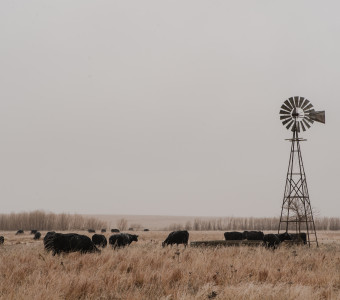 Stock photo of cows