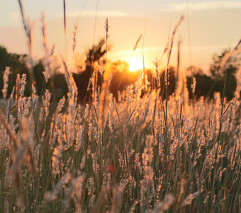 Stock photo of wheat