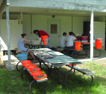 KAFS 2004 students cleaning and sorting artifacts recovered from the Caenen site at their field lab.