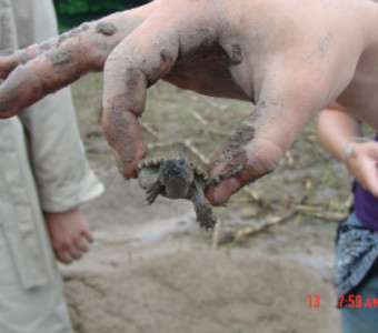 Student holding a small turtle that was found along Stranger Creek.