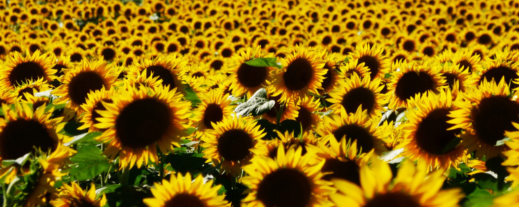 Stock photo of a field of sunflowers.