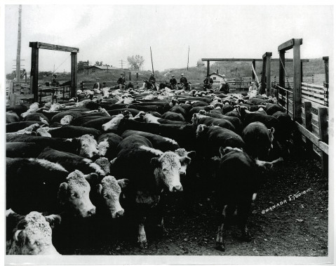 Cattle and Workers