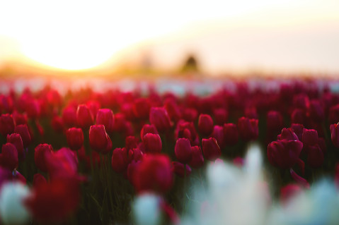 WebManuals_CreatingMenuChain_TulipField_Mort.jpg.jpg