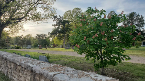 View of Sunset Cemetery along its stone wall and a flowering tree. (Photo courtesy of Anna Poggi-Corradini)