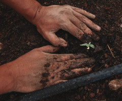 Stock photo of farmer planting sprout in dirt.