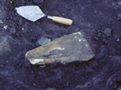 Bison scapula (bone) hoe uncovered at the Lonergan site